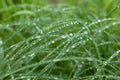 Close view of multiple dewdrops on fresh green grass. Selexted focus. Beauty and magic of nature. Shine like diamonds. Love and Royalty Free Stock Photo