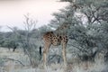 Close view of Namibian giraffe eating thin green leaves Royalty Free Stock Photo