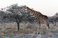 Close view of Namibian giraffe eating thin leaves at savanna