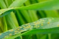 Close view green wheat leaf with rust disease infestation
