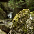 Close view of nature in Euskadi