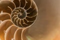 Close view nautilus shell section Royalty Free Stock Photo