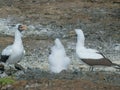 Close view of nazca booby parents and chick on isla genovesa