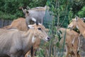 Close view of nilgai blue cow