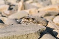 Close view of the noisy cicada insect resting on a stone. Royalty Free Stock Photo