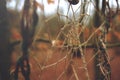 Network of ropes of a dreamcatcher hanging in a forest on a mild winter day