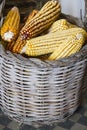 corncobs on a basket Royalty Free Stock Photo
