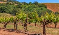 Close view of old grape vines at a vineyard in the spring in Sonoma County, California, USA Royalty Free Stock Photo