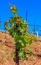 Close view of old grape vines at a vineyard in the spring in Sonoma County, California, USA Royalty Free Stock Photo