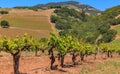 Close view of old grape vines at a vineyard in the spring in Sonoma County, California, USA Royalty Free Stock Photo