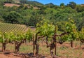 Close view of old grape vines at a vineyard in the spring in Sonoma County, California, USA Royalty Free Stock Photo