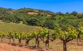 Close view of old grape vines at a vineyard in the spring in Sonoma County, California, USA