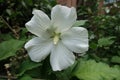 Close view of one pure white flower of Hibiscus syriacus in August Royalty Free Stock Photo