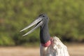 Close view of the open mouth of a Jabiru