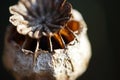 CLOSE VIEW OF TEXTURE OF DRY POPPY SEED POD Royalty Free Stock Photo