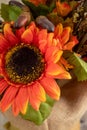 Close view of the orange decorative sunflower and two acorns isolated on blurred canvas. Royalty Free Stock Photo