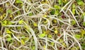 Close View Organic Broccoli Sprouts Royalty Free Stock Photo