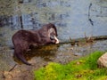 Otter eats his prey Royalty Free Stock Photo