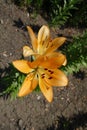 Close view of pair of orange flowers of lily