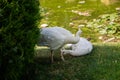 A close view of a pair of snow-white peacocks. The female lies on the grass, the male stands near her. Near the pond