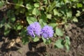 Close view of violet flowers of Ageratum houstonianum Royalty Free Stock Photo