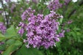 Close view of panicle of double flowers of lilac Royalty Free Stock Photo