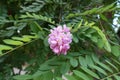 Close view of panicle of pink flowers of Robinia hispida