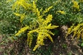 Close view of panicle of yellow flowers of Solidago canadensis