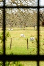 Close view of a pasture with cows through ranch house window Royalty Free Stock Photo