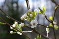 First to bloom pear tree blossom Royalty Free Stock Photo