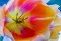 Close view of the petals of a Lily flower