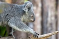 Close view of phascolarctos cinereus koala Royalty Free Stock Photo