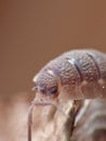 Close view of a pill bug on a leaf Royalty Free Stock Photo