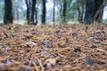 Close view on a pine cone lying on a bed of pine needles Royalty Free Stock Photo