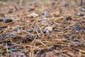 Close view on a pine cone lying on a bed of pine needles Royalty Free Stock Photo