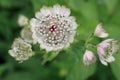 Close view of pink Astrantia flower