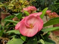 Close view of pink crown of thorns or euphorbia milli desmoul flower blossom in flower garden Royalty Free Stock Photo