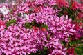 Close view of pink flowers of ivy-leaved geranium Royalty Free Stock Photo