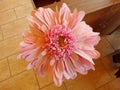 Close View of a Pink Gerbera Flower Royalty Free Stock Photo