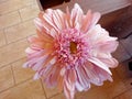 Close View of a Pink Gerbera Flower Royalty Free Stock Photo