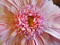Close View of a Pink Gerbera Flower Royalty Free Stock Photo