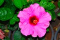 Pink Hibiscus Flower, Pune Royalty Free Stock Photo