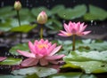 close view of pink lotus flowers and buds with green leaves Royalty Free Stock Photo