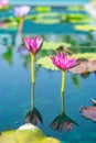 Pink Water lilies with green pads