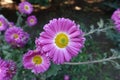 Close view of pink and white flower of semidouble Chrysanthemums Royalty Free Stock Photo