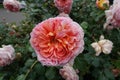 Close view of pinkish orange flower of rose Royalty Free Stock Photo