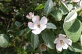 Close view of pinkish white flowers of quince in May