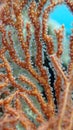Close view on polyp gorgonian coral