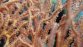 Close view on polyp gorgonian coral