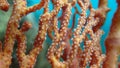 Close view on polyp gorgonian coral